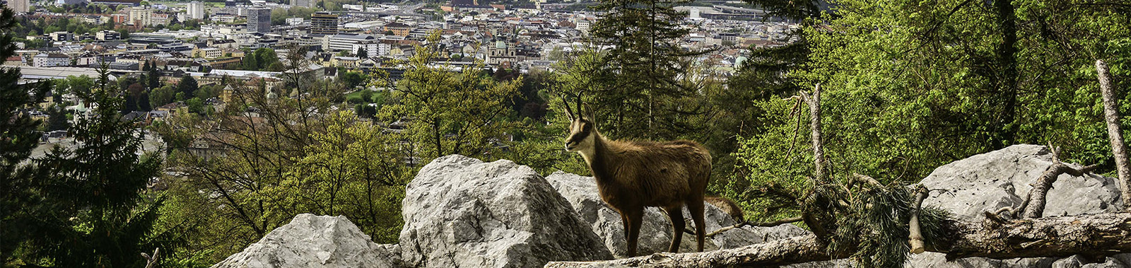 Viele ausgesiedelte und beinahe ausgestorbene Spezies stammen aus dem Alpenzoo Innsbruck 