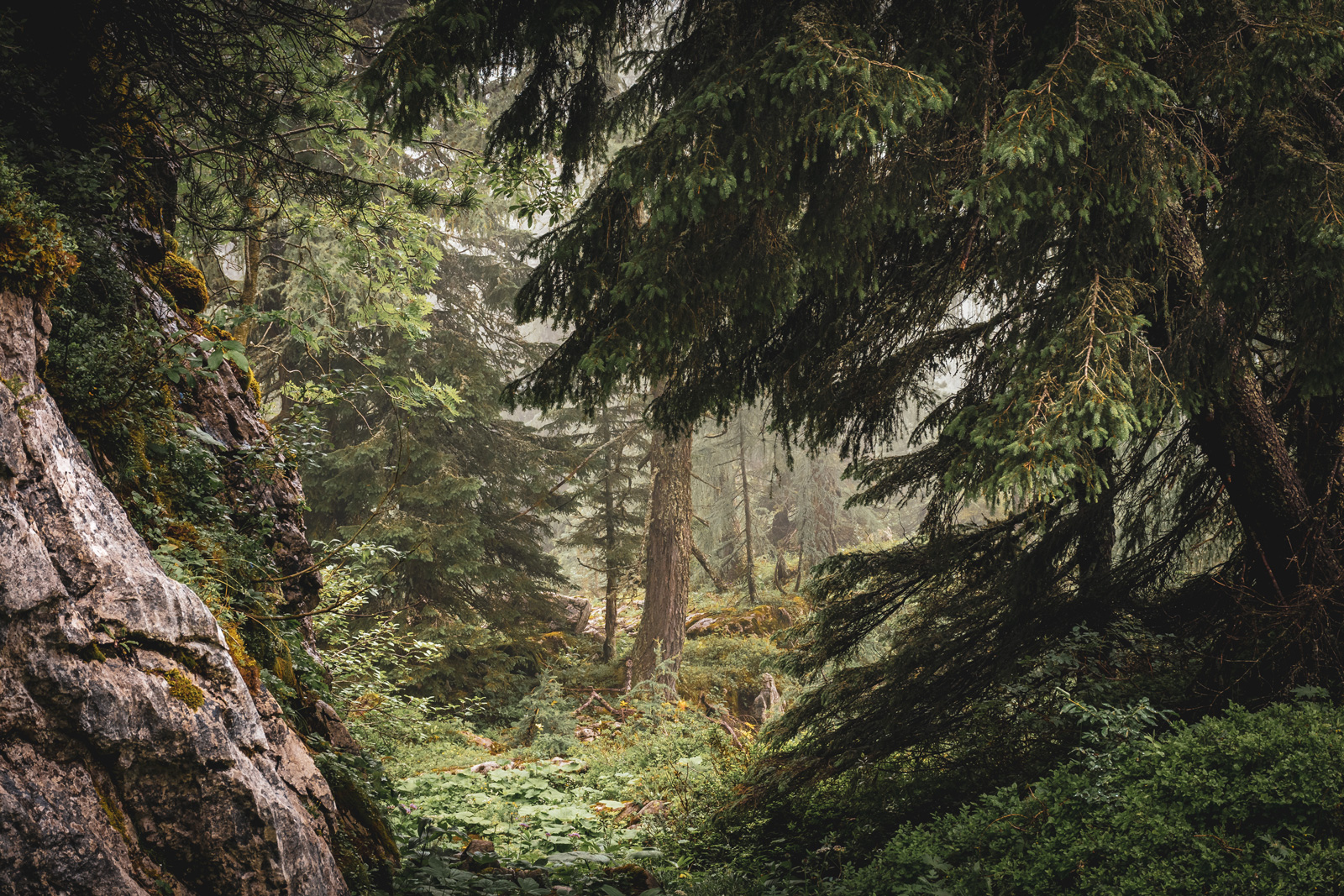 Urwald in der Steiermark: Nationalpark Gesäuse
