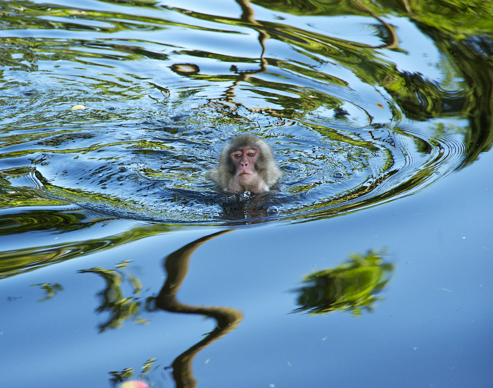 In Österreichs größtem Affenfreigehege leben die Tiere nach ihrer natürlichen Lebensweise