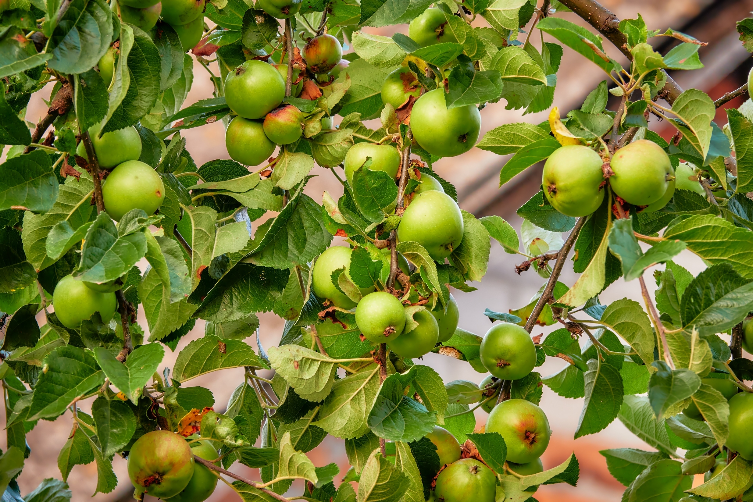 In einigen Gegenden fällt die Apfelernte äusserst großzügig aus  