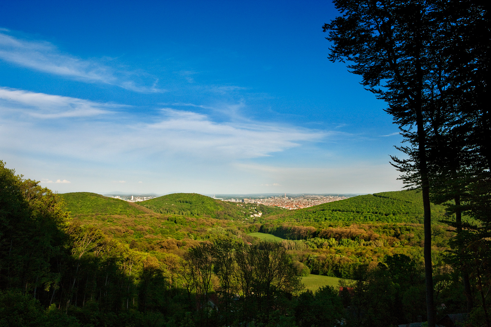 Blick auf die Hauptstadt vom Biosphärenreservat Wienerwald aus. 