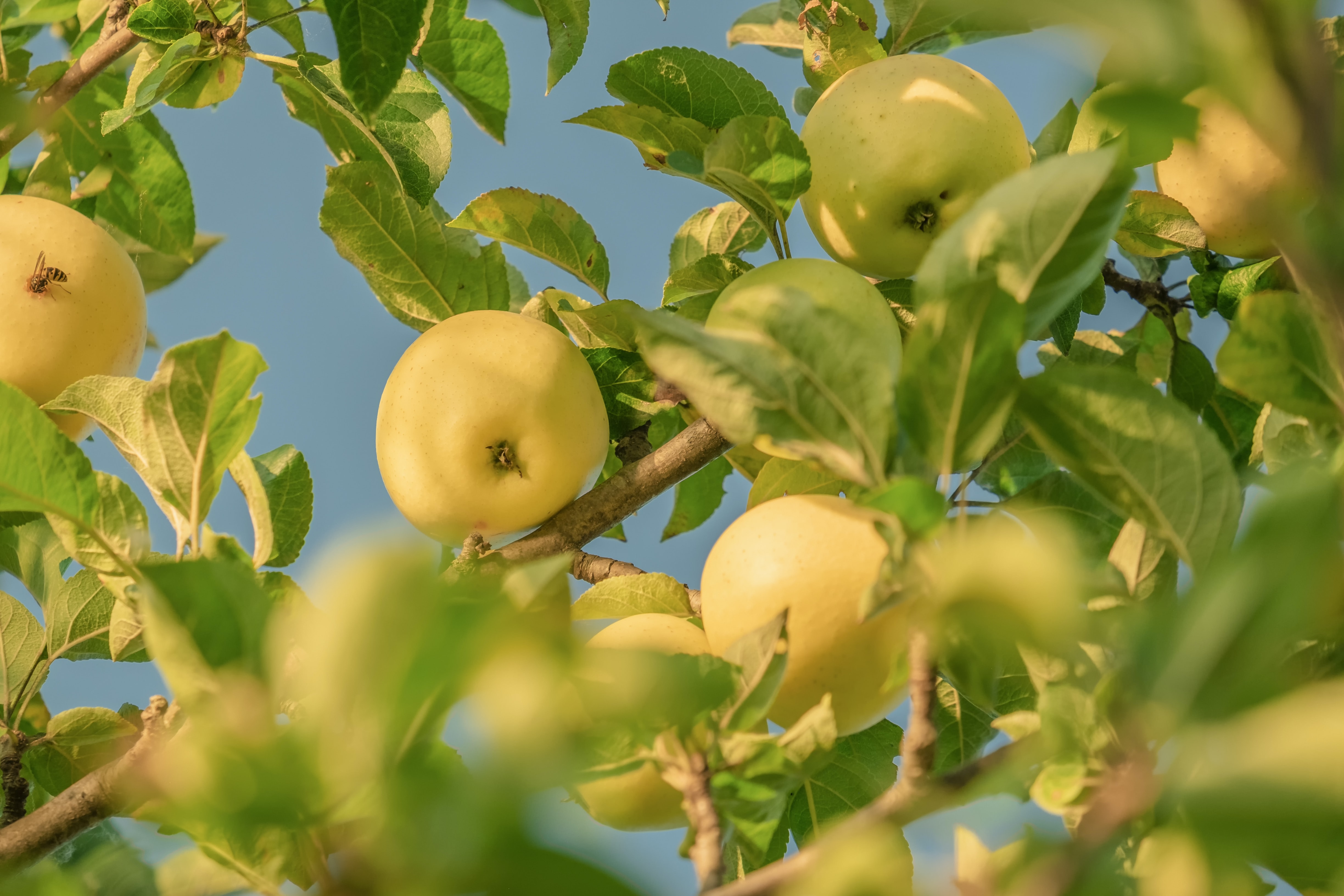 Viele Schädlinge lieben Obst- und vor allem Apfelbäume 