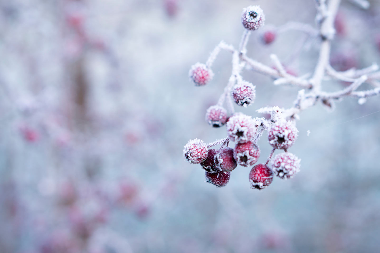 Hängen gebliebenen Beeren bieten Vöglen im Winter Nahrung. 