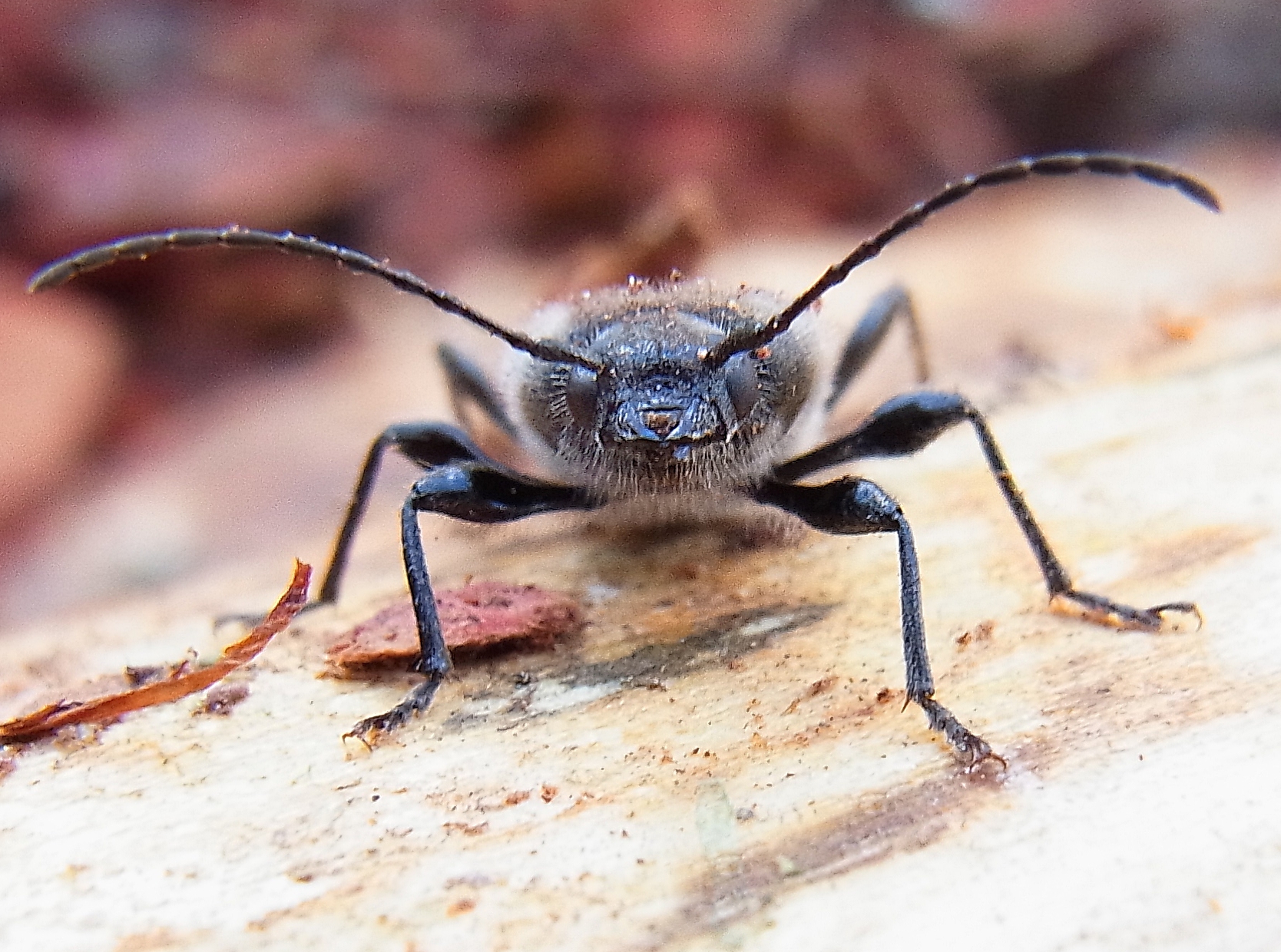 Hausbock (Hylotrupes bajulus): ausgewachsener Käfer