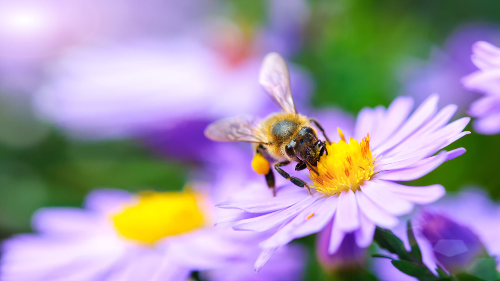 In vielen gezüchtete Blütenpfalanzen finden Bienen keine Nahrung.  