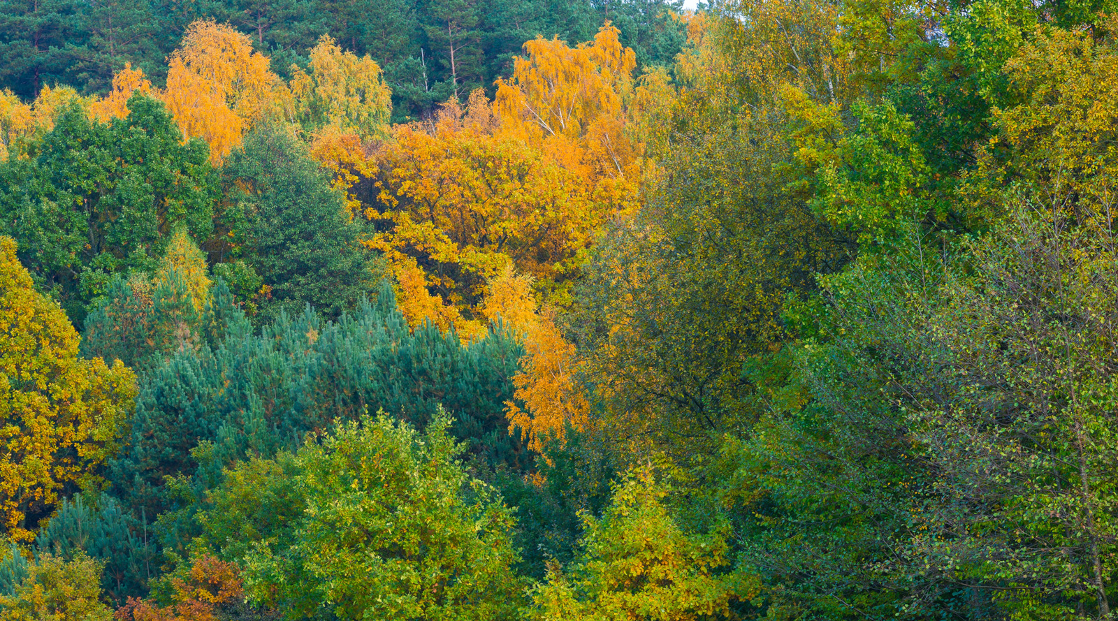 Mischwald im Herbst  