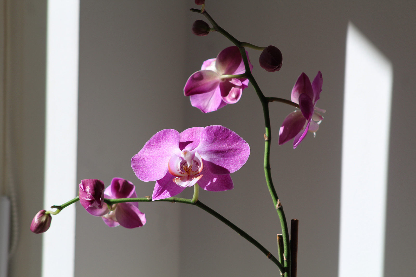 Brauchen viel Licht: Orchideen (Orchidaceae)