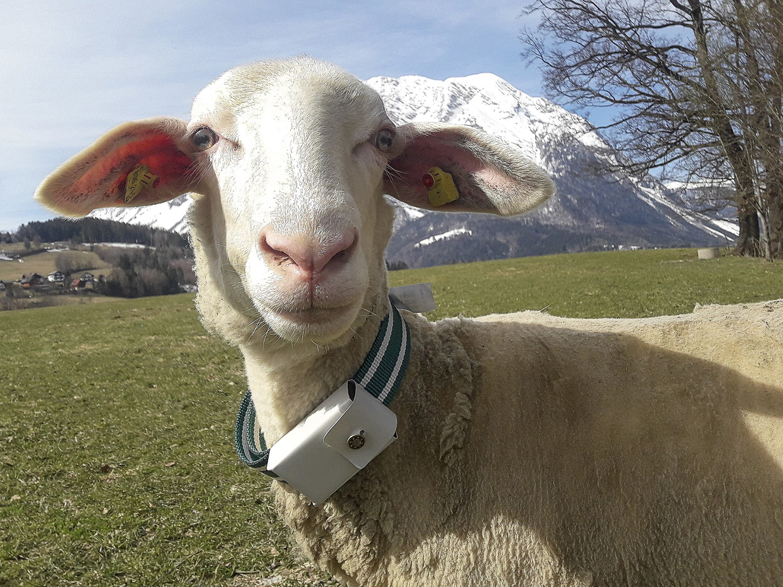 Das verlorene Schaf wird heute mit GPS getrackt.