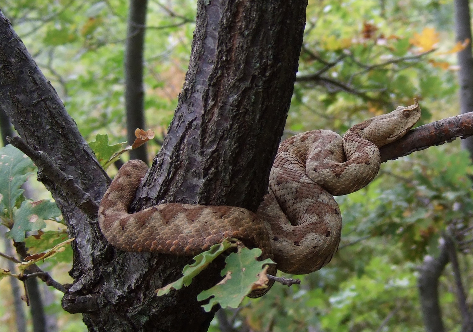 Die giftigste Schlange in Österreich: Sandviper oder europäische Hornotter (Vipera ammodytes)