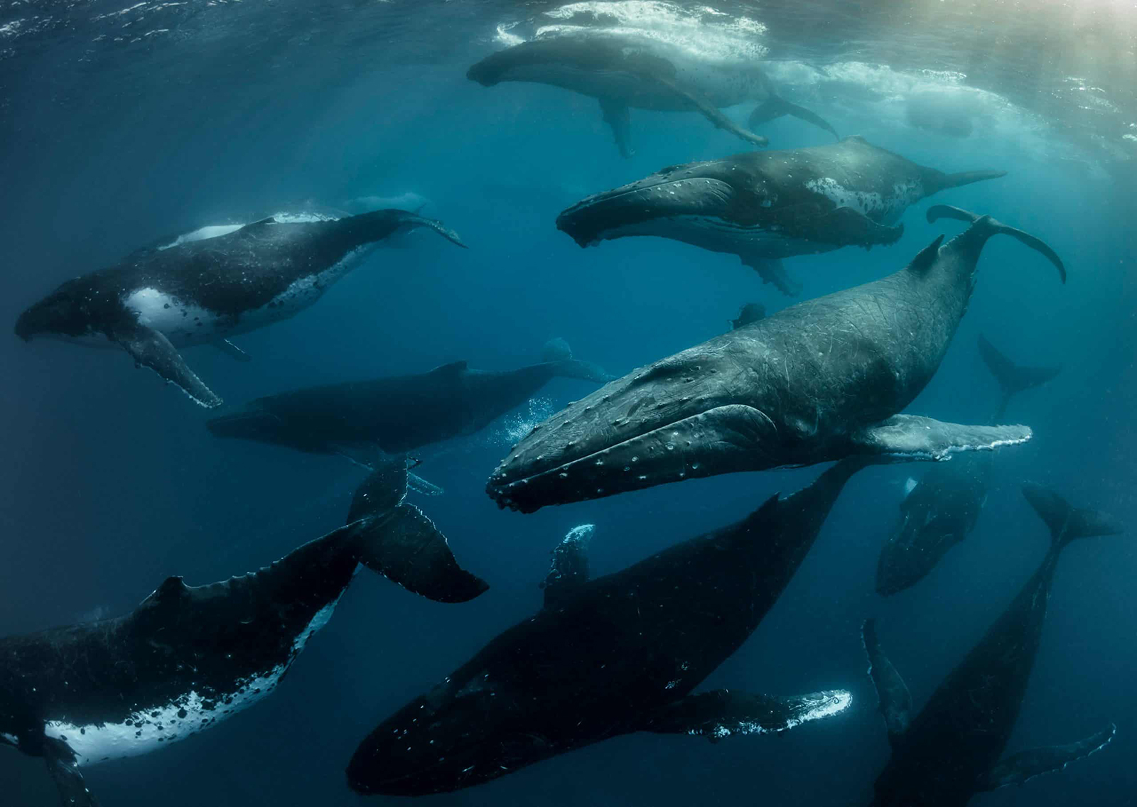 Der World Wildlife Fund schützt Buckelwale.