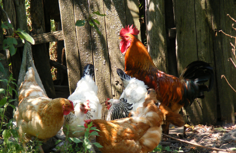Hühner sind recht unkomplizierte und dankbare Tiere. Es spricht also wenig dagegen, selbst einige davon im Garten zu halten.