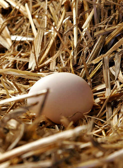 Wer morgens das eigene Ei einsammeln will, muss seine Hühner melden. Auch Tierschutzregeln gilt es zu beachten.